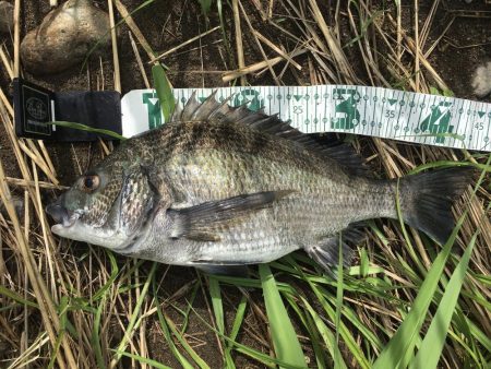 A.P.P ルアーシリーズにてチヌ 連続ヒ…