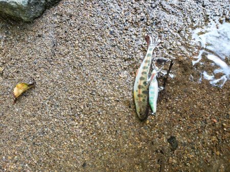 渇水で低活性( ノД`)…