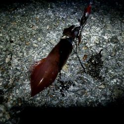 ケンサキイカGet出来ました♪