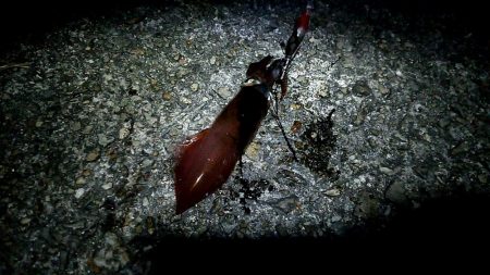 ケンサキイカGet出来ました♪