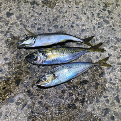 瀬戸内の島ケンサキエギング（2020-4)