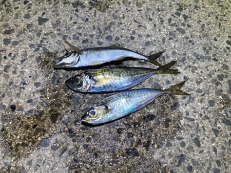 瀬戸内の島ケンサキエギング（2020-4)