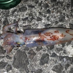 魚種たくさん。