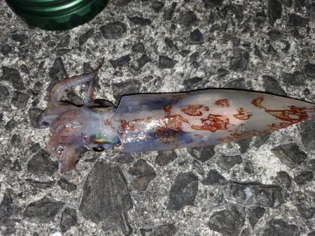 魚種たくさん。