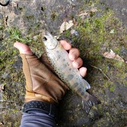 泣き尺( ノД`)…