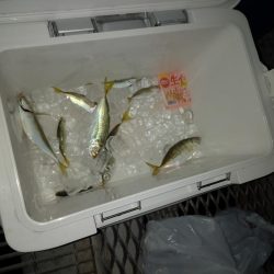 サビキでアジ&ヒラメ!かご釣りでチヌ!