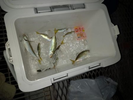 サビキでアジ&ヒラメ!かご釣りでチヌ!