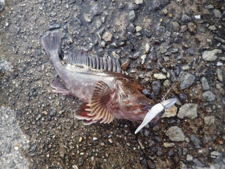 武庫一でライトワインド!