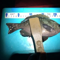 教訓 いつもタモは手元に