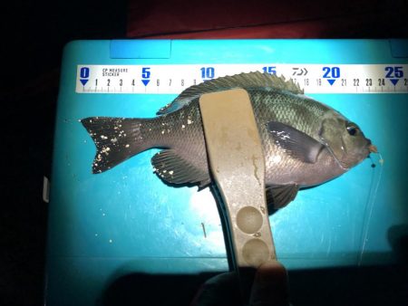 教訓 いつもタモは手元に