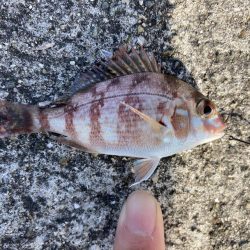 東二見人工島前打ちコブダイ