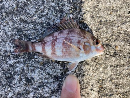 東二見人工島前打ちコブダイ