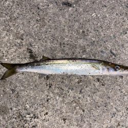 アジング中の思わぬゲスト