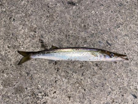 アジング中の思わぬゲスト