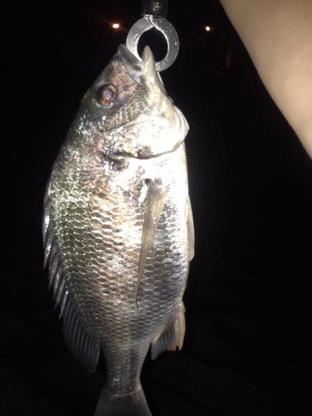 淀川のチニングパート3