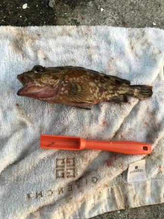 のませでがっしー