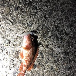 金魚かと思った!