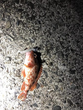 金魚かと思った!