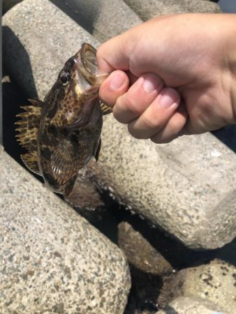 がしらとたけのこ