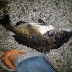 8/10釣果チヌ4枚デカアジ