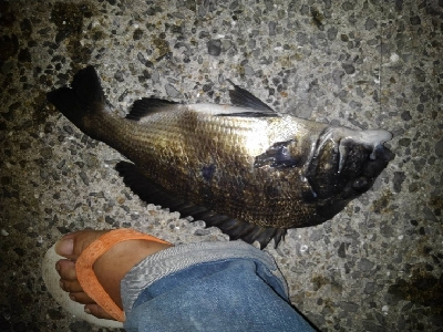 8/10釣果チヌ4枚デカアジ