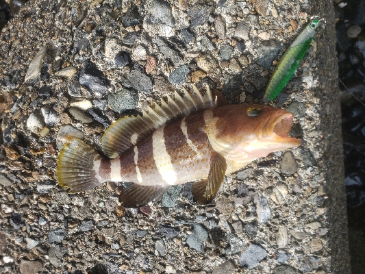 久しぶりの青物