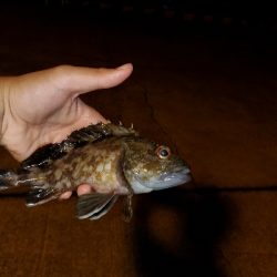 良型ガシラnice!