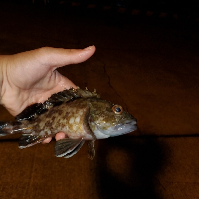 良型ガシラnice!