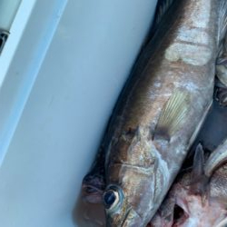 経ヶ岬沖　ジギング