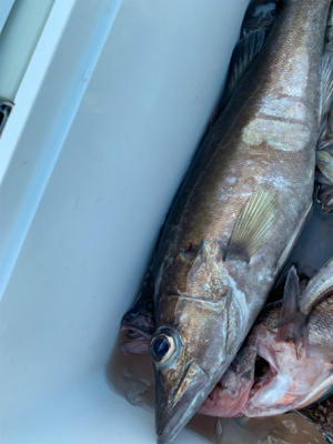 経ヶ岬沖　ジギング