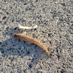 ベラとエソばっかり。。