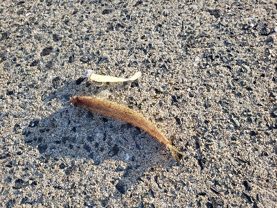 ベラとエソばっかり。。