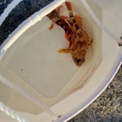 テトラでも目の前でもガシラ祭り