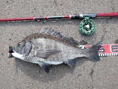 ぬめ~と年無しゲット!