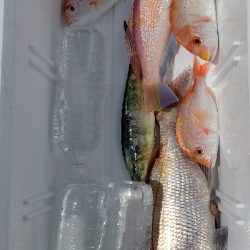 シイラは入れ食い