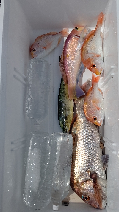 シイラは入れ食い