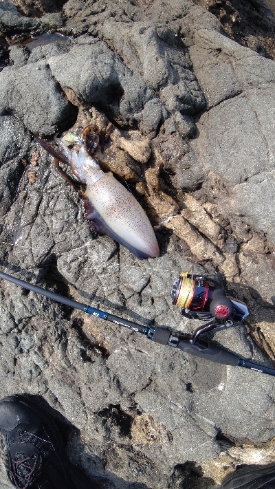 ニューロッドに墨付け完了！