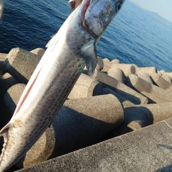 メタルジグでサワラ！