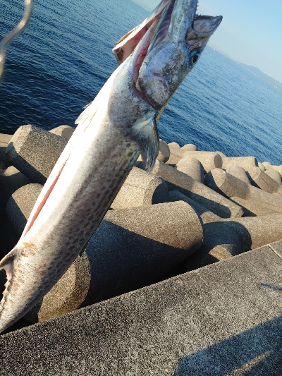 メタルジグでサワラ！