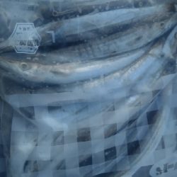 カマス乱舞その2