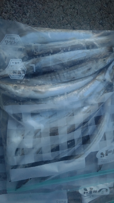 カマス乱舞その2