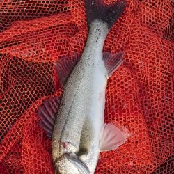 トップ道シーバス乱舞