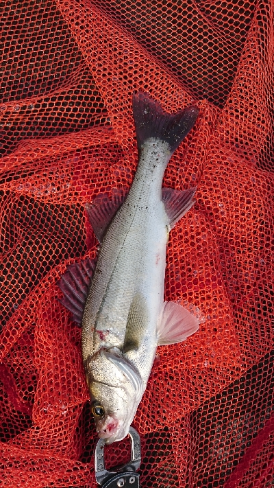 トップ道シーバス乱舞