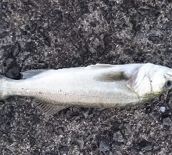 トップシーバス&チヌ仕事前の１時間で爆発