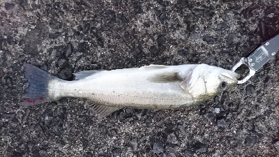 トップシーバス&チヌ仕事前の１時間で爆発