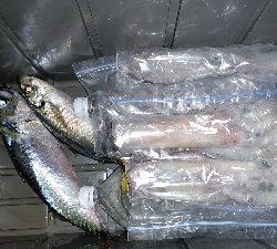 イカメタル不調