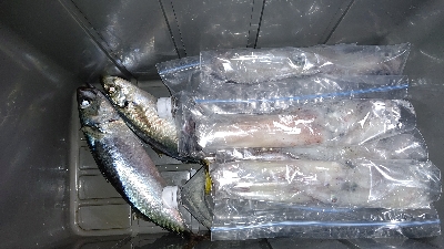 イカメタル不調