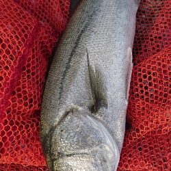 強風港湾シーバス