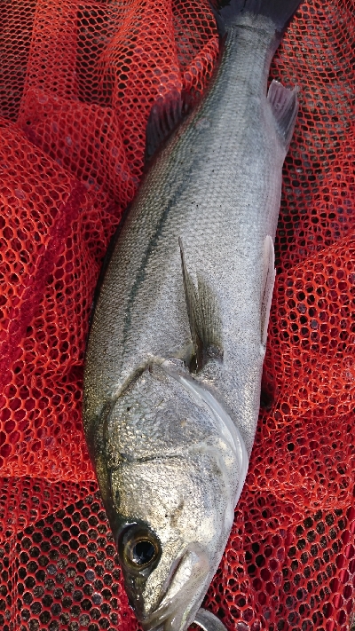 強風港湾シーバス