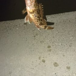 ショアジギ不発…余り石ゴカイでタコ＆ガッシーかぁ…